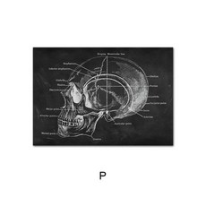 인간의 해부학 포스터, 40x60cm 프레임 없음, NQ321P