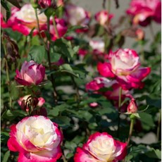 雙喜 Double Delight 圓瓣杯型玫瑰：強香、多花、四季開花，大輪灌木盆栽, 7-8吋盆