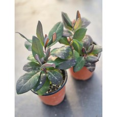 임동초(제니플라워), 1개