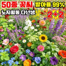 [빠른 발아] 사계절 개화 꽃밭 혼합 씨앗 노지 월동 다년생 꽃 씨앗 4계절 봄꽃 씨앗 개화 꽃씨 모음 TENFOC, 4개