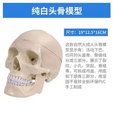 경추 모형 해부 인체 머리뼈 해골 목뼈 교육 전시 표본 대인 병원, A. 경추 포함 순백 두개골, 1개