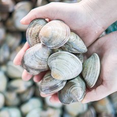 당일조업 생물 백합조개 (백상합) 1kg, 1개