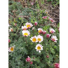 다년초사랑농원 구름국화 (2포트묶음) [노지월동 다년초 다년생 야생화 꽃모종 봄꽃], 2개