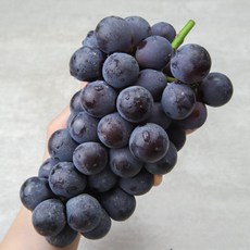 산지직송 고당도 국내산 프리미엄 거봉포도, 1박스, 500g