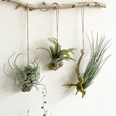 바솔트홈 리얼 틸란드시아 조화 실내공기정화식물 에어플랜트 틸란시아 조화인테리어 3종, C-롱그래스, 1개