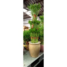 霏霏園藝開運竹120公分 客廳開運擺件 專人送貨到府, 1個