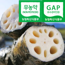 [명품농장직송] 농약안심 천연퇴비 생연근 흙연근, 1박스, 1kg(실속)