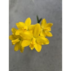 嘉德麗雅蘭(Laelia) Briegeri 山採岩蕾稀有黃花，開花性佳，封面母株，2.5吋盆栽