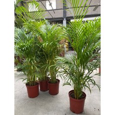 霏霏園藝 黃椰子樹 盆栽, 1個