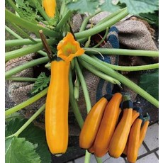 野菜部屋 K73 金寶夏南瓜種子 100粒 櫛瓜 生長勢強 高抗白粉病, 1包