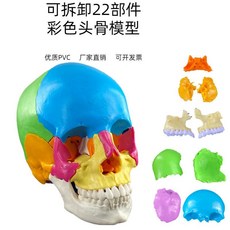 包郵!人體仿真頭骨解剖模型醫學藝用美術素描可拆卸解剖頭顱骨著色教具人體模型 教学 模型 穴位 關節骨架 模具, 22部件頭骨可拆模型