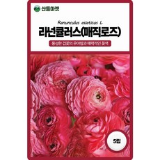 라넌큘러스 매직로즈 씨앗 5립 F1교배종 겹꽃 라넌큘러스 꽃씨 종자, 4개