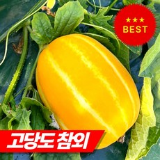 [재구매1위] 초특가 꿀당도 성주 참외, 1세트, 성주 참외 2kg-(랜덤과)