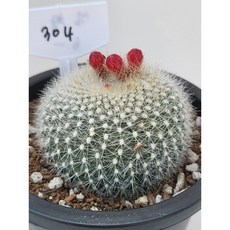 [가람다육] 설황 선인장, 1개, 설황304