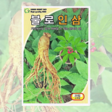 국산인삼씨앗20립 토종인삼종자 향이 진한 재래종 그린하트바이오, 1개