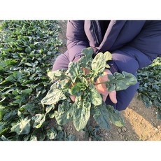 산지직송 남해 청년 농부가 직접 키운 남해 시금치 보물초 500g, 1개