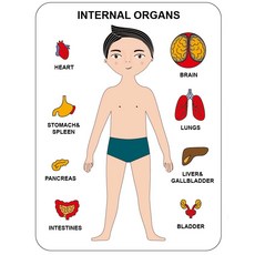 신체퍼즐(internal organ)인체 다층 퍼즐 장난감 꼭지 원목 동물 아기, 1개