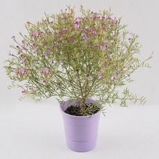 갑조네 무늬 보로니아 피나타 트윙클 미니중품 보로냐 브로니아 보로니아 핑크유나 향기나는 봄꽃 반려식물 플랜테리어 공기정화식물, 1개