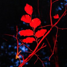 (LP) Ecotonalities No Other Home Than The InBetween, (LP) Ecotonalities No Other Ho