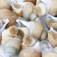 [당일조업] 동해안 자연산 백골뱅이 백고동, 1개, (급냉) 중 1kg (25-35미내외)