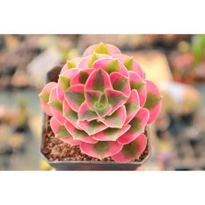 로나가든 핑크마녀 에오니움 다육금 희귀다육이 선인장 공기정화식물