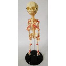 아기 해골 모델 28CM 뼈 골격 인간의 뼈 인체교육 의료 어린이 뼈 해부학