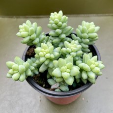 그린플랜트 농장정리중다육 초특가다육 청옥, 1개