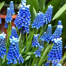 무스카리(Muscari )추식 구근 블루매직(1set-5구) 금강원예, 1세트
