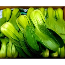 (가락시장까망콩)당일경매 싱싱한 청경채 1박스 4kg, 1개