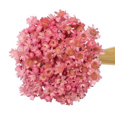 로맨틱노벰버 프리저브드 스타플라워, 진핑크 150송이