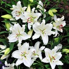 구근 백합 크리스탈 블랑카(O) 1구(구근둘레18/20cm), 1개