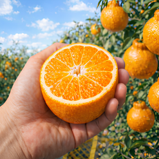 [봄맞이기념] 초특가 갓수확한 제주 한라봉, 1박스, 5kg