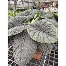 霏霏園藝 犀牛皮觀音蓮 4吋盆栽 獨特葉紋 居家綠化 輕鬆養護, 1個
