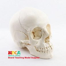 안면근육모형 두개골모델 뇌경부혈관신경 해부학 교육용 실습 학교 수업 골격, 원색 해골 (22개 부품) MTG014