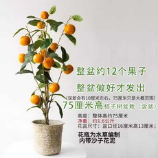 레몬나무 가지 조화분 트리 귤 장식용 인공, 1개, 12개 오렌지 과수 분재 70-75cm 높이