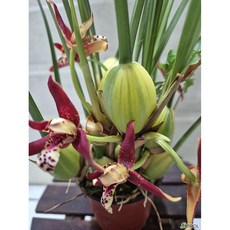 [루반정원] 황제, 1개