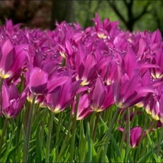 [나은식물원]42.[튤립 모종] 유메노 무라사키 -10cm 2포트