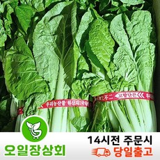 오일장 상회 국내산 단배추 얼갈이배추 얼갈이 단배추 900G~1KG, 1개, 900g