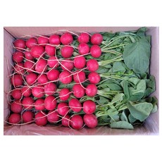 싱싱한 레디시 적환 레디쉬 빨간무 래디시 방울무 2kg (1.8~2kg) 박스 radish, 1.8~2kg, 1개