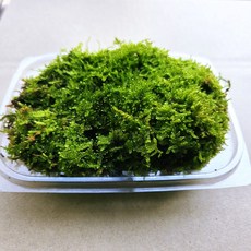 털깃털이끼 생이끼 테라리움 비바리움 팔루다리움 디디플랜트