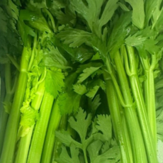 국내산) 신선하고 아삭아삭한 샐러리, 1kg, 1개