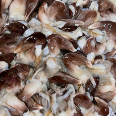 [당일조업]제철 새조개 산지직송 최상급 새조개, 1개, 1kg