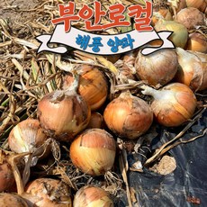[부안로컬푸드] 해풍 햇양파(중대혼합), 1박스, 3kg(장아찌용)