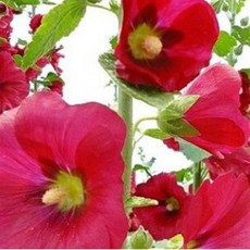 접시꽃 모종 빨강색 노지월동