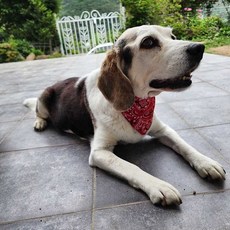 개 고양이 케이프 반다나 소형견 중형견 대형견 넥스카프 반려견, S