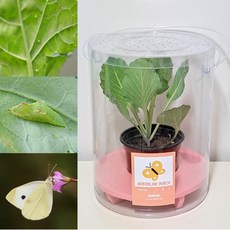 나비 배추흰나비 키우기 세트/배추흰나비 한살이/알+먹이화분+사육통, 기본형(알:2~4+먹이식물+사육통), 1세트