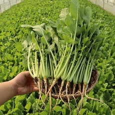 얼갈이 열무 봄열무 반찬 밭나물, 2인용 혼합 (열무3KG+얼갈이1KG), 1개