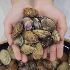 훈씨네 국내산 최상품 왕바지락 1kg(50미내외), 1개, 1kg x