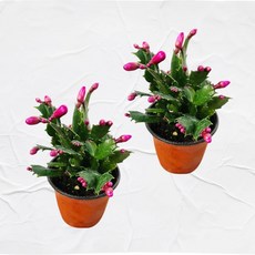 하이선인장 게발 선인장 2개 적색계열 사계절 꽃피는 선인장, 적색계열소품