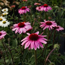 에키네시아 프리마돈나딥로즈(2포트묶음) 노지월동 다년초 echinacea, 2개